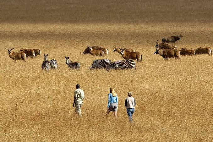 Luxury Safari Lodge in Nyika National Park Plateau